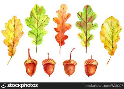 Watercolor autumn set with leaves and acorns. Four seeds of a tree of an oak red-brown color with a gold-ocher cup. 5 fallen leaves of yellow, green and orange color.. Watercolor autumn set with leaves and acorns.