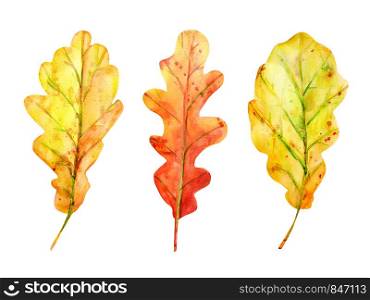 Watercolor autumn set with oak leaves. 3 fallen leaves of yellow and orange with drops and splashes. Isolated objects on white background. Elements for design.. Watercolor autumn set with oak leaves.