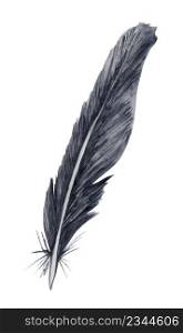 Watercolor black birds feather. Single feather isolated on white. Watercolor black birds feather. Single feather isolated on white.
