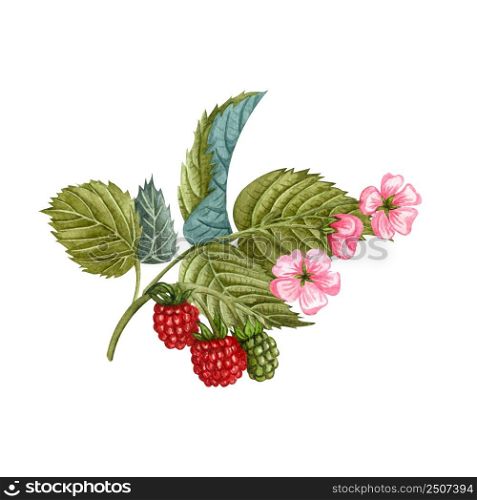Watercolor blooming raspberry branch with flowers, berries and green leaves. hand painted botanical illustration of red berries and gentle flowers isolated on white background. Honey herb