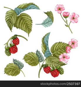 Watercolor blooming raspberry branch with flowers, berries and green leaves. Hand painted botanical set of red berries and pink flowers isolated on white background. Honey herbs clip art