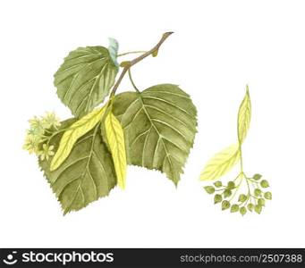 Watercolor blossoming linden twig with leaves, flowers and seeds. Hand painted floral illustration isolated on white background. Honey herb.