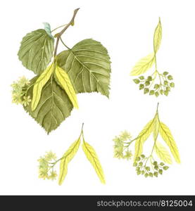 Watercolor blossoming linden twig with leaves, flowers and seeds. Hand painted floral illustration isolated on white background. Honey herb.