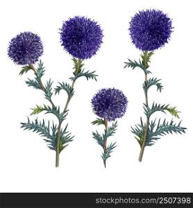 Watercolor blue globe thistle set isolated on white background. Hand drawn herbal clip art. Honey herb.