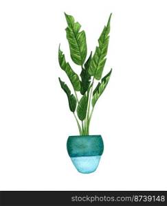 Watercolor botanical illustrations of potted houseplant. Strelitzia Plant in a pot isolated on white background. Modern Boho plant.