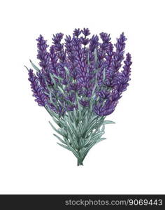 Watercolor bouquet of lavender. Hand drawn Illustration for greeting cards, invitations, and other printing projects. Watercolor bouquet of lavender. Hand drawn Illustration for greeting cards, invitations, and other printing projects.