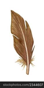 Watercolor brown birds feather. Single feather isolated on white.. Watercolor brown birds feather. Single feather isolated on white