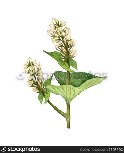 Watercolor buckwheat plant with white flowers. Hand drawn illustration of white buckwheat on a white background. Honey herb.