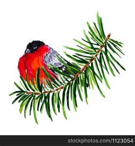 Watercolor bullfinch on the fir tree branch isolated on the white background. Christmas winter scene