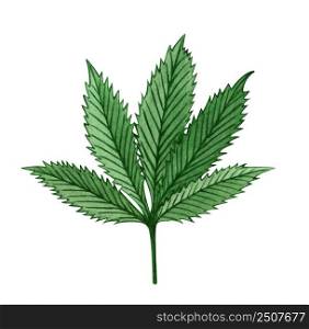 Watercolor cannabis leaf on white background. Hand drawn illustration.