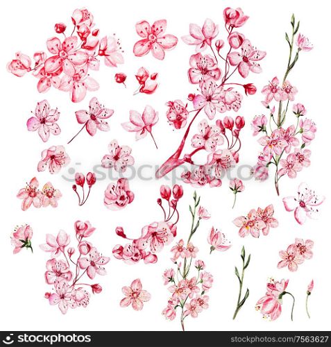 Watercolor cherry blossom set, flowers, buds, elements. Illustration. Watercolor cherry blossom set, flowers, buds, elements.