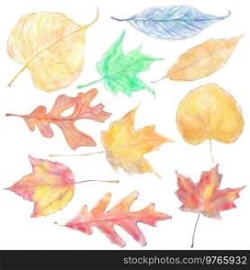 Watercolor Colorful Autumn Leaves Isolated on White Background