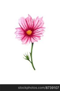 Watercolor cosmos flower isolated on white background. Hand drawn singl wildflower with pink petals and green leaves.. Watercolor cosmos flower isolated on white background. Hand drawn singl wildflower with pink petals and green leaves