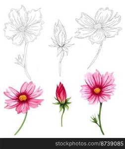 Watercolor cosmos flowers collection isolated on white background. Hand drawn wildflower set with pink flowers and graphic oulines.. Watercolor cosmos flowers collection isolated on white background. Hand drawn wildflower set with pink flowers and graphic oulines
