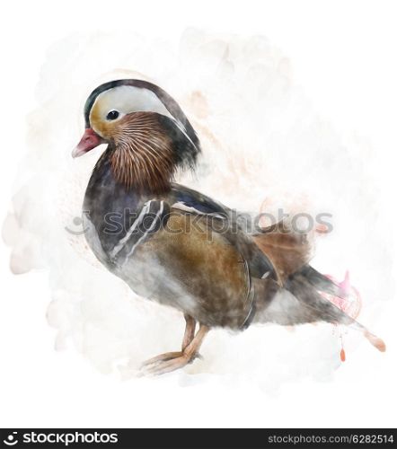 Watercolor Digital Painting Of A Mandarin Duck
