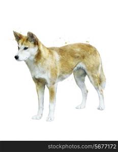 Watercolor Digital Painting Of Australian Dingo Dog