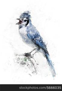 Watercolor Digital Painting Of Blue Jay Bird