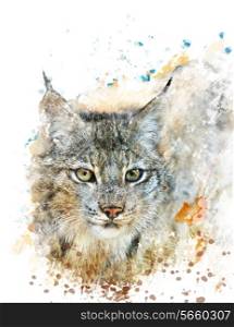 Watercolor Digital Painting Of Canada Lynx