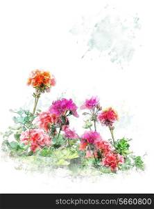 Watercolor Digital Painting Of Colorful Geranium Flowers