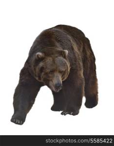 Watercolor Digital Painting Of Grizzly Bear Isolated On White Background
