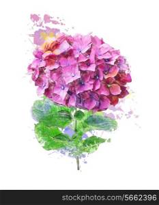 Watercolor Digital Painting Of Hydrangea Flower