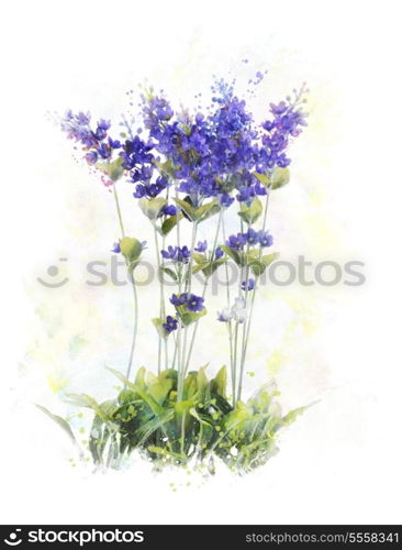 Watercolor Digital Painting Of Lavender Flowers
