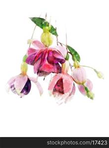 Watercolor Digital Painting Of Pink And Purple Fuchsia Flowers