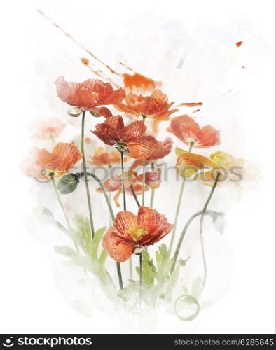 Watercolor Digital Painting Of Red Poppy Flowers