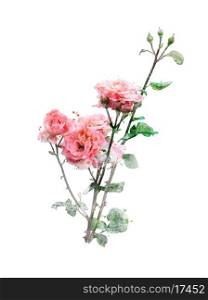 Watercolor Digital Painting Of Rose Branch