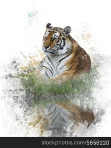 Watercolor Digital Painting Of Tiger