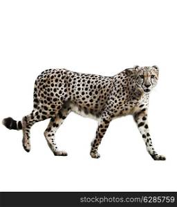 Watercolor Digital Painting Of Walking Cheetah Isolated On White Background