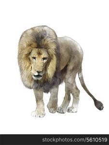 Watercolor Digital Painting Of Walking Lion Isolated On White Background