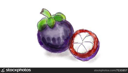 Watercolor drawing of a Mangosteen (Garcinia mangostana), also known as the purple mangosteen fruit on white.. Mangosteen Fruit Watercolor