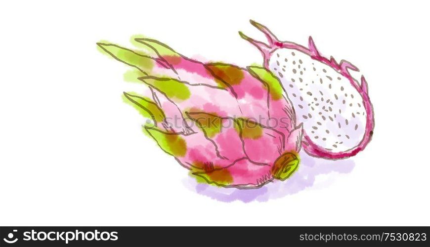 Watercolor drawing of a pitahaya or dragon fruit of the genus Hylocereus, both in the family Cactaceae on white.. pitahaya or dragon fruit Watercolor