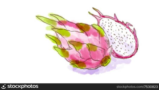 Watercolor drawing of a pitahaya or dragon fruit of the genus Hylocereus, both in the family Cactaceae on white.. pitahaya or dragon fruit Watercolor
