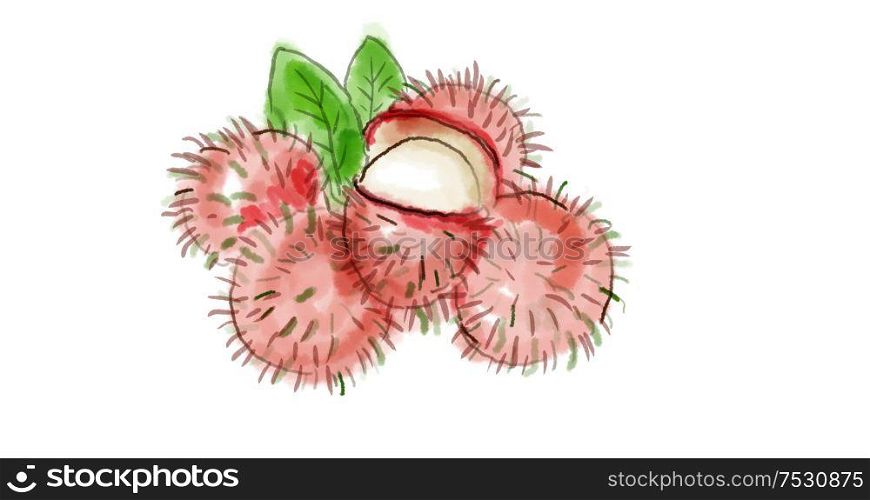 Watercolor drawing of a rambutan fruit, a medium-sized tropical tree in the family Sapindaceae on white.. Rambutan Fruit Watercolor