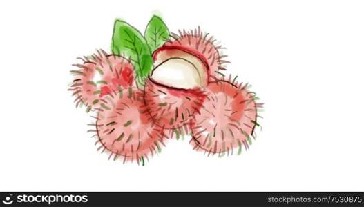 Watercolor drawing of a rambutan fruit, a medium-sized tropical tree in the family Sapindaceae on white.. Rambutan Fruit Watercolor