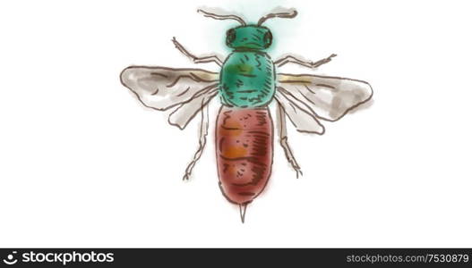 Watercolor Drawing of a Ruby Tailed Wasp on white.. Ruby Tailed Wasp Drawing