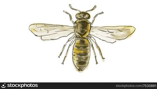 Watercolor Drawing of a Spanish Pollen Wasp on white.. Spanish Pollen Wasp Drawing