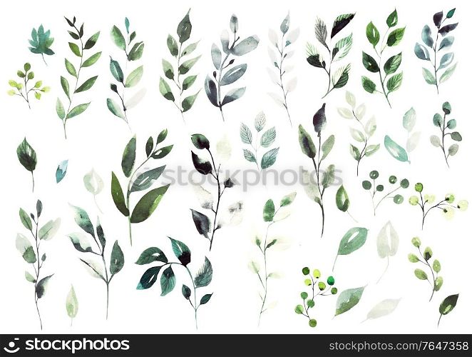 Watercolor elements different green leaves. Illustration. Watercolor elements different green leaves.