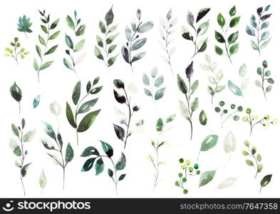 Watercolor elements different green leaves. Illustration. Watercolor elements different green leaves.