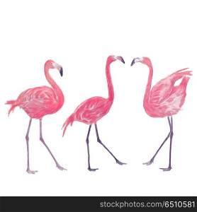 Watercolor flamingos on white background. Watercolor flamingos