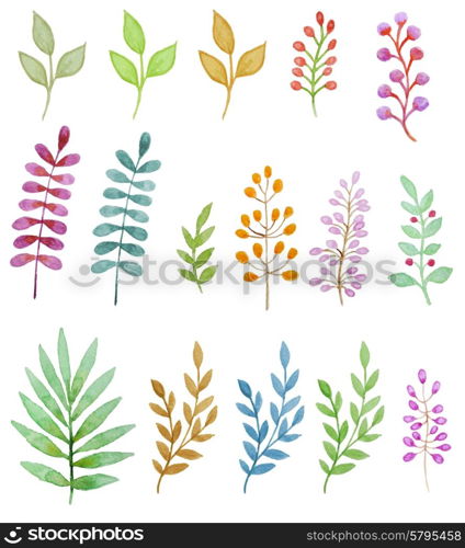 Watercolor floral design elements, flowers and leaves