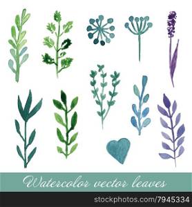 Watercolor floral set. Set of hand drawn plants and flowers for design. Provence field flowers cornflower, poppy, sweet pea, lavender, clove.