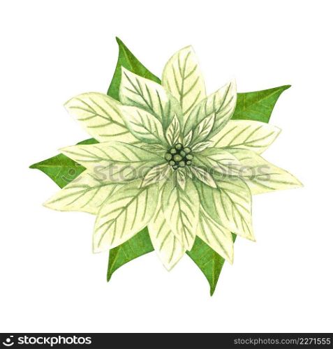 Watercolor hand drawn  Christmas flower,  white poinsettia with green leaves on white background.