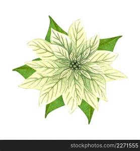 Watercolor hand drawn  Christmas flower,  white poinsettia with green leaves on white background.