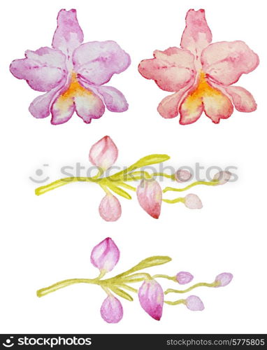 Watercolor hand drawn pink and red orchids