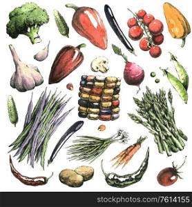 Watercolor hand-drawn set of vegetables. Jpeg only.