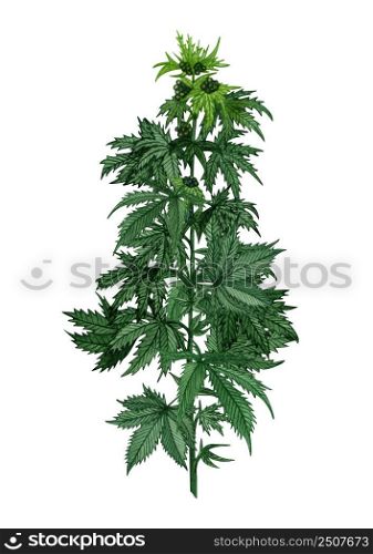 Watercolor hemp plant with leaves and seeds. Illustration of medicinal plant. Hand drawn geen twig of Cannabis (Marijuana).