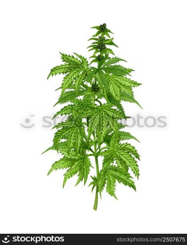 Watercolor hemp plant with leaves and seeds. Illustration of medicinal plant. Hand drawn geen twig of Cannabis (Marijuana).